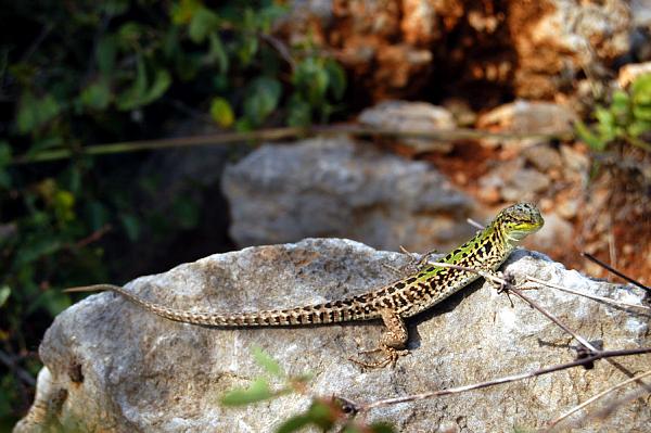 Podarcis siculus Podarcis siculus