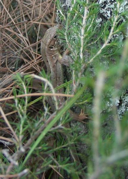 Lacerta viridis