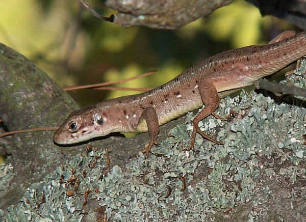 Lacerta viridis