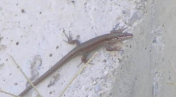 Podarcis muralis