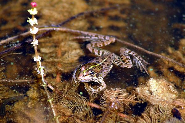 Pelophylax ridibundus