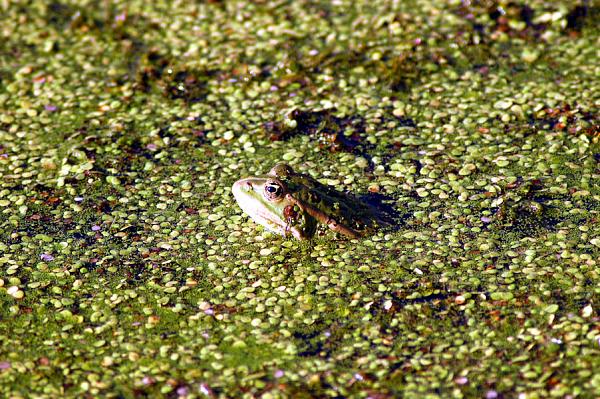 Pelophylax ridibundus