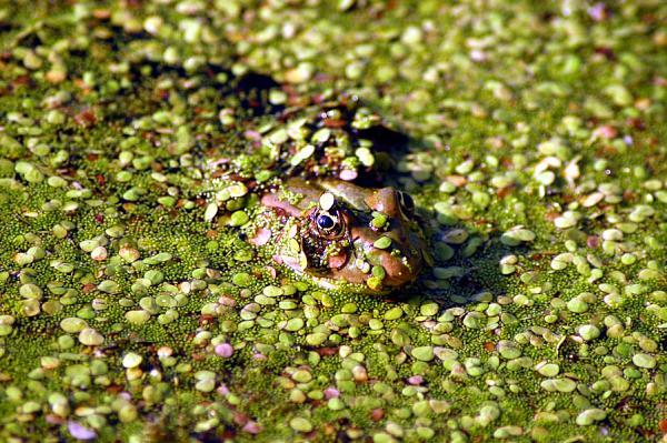 Pelophylax ridibundus