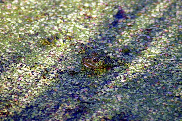 Pelophylax ridibundus