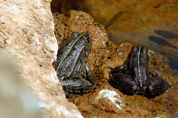 Pelophylax ridibundus