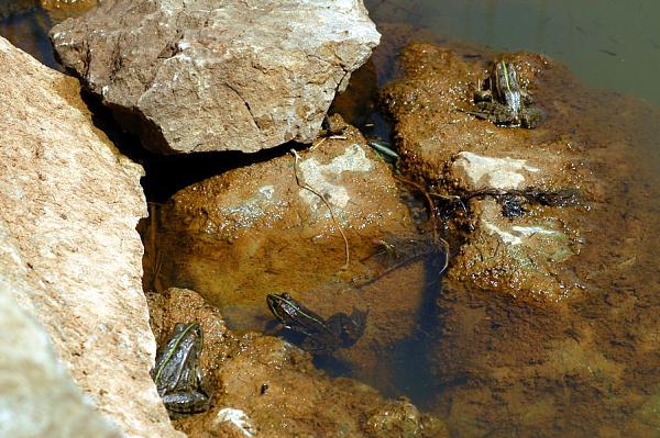 Pelophylax ridibundus