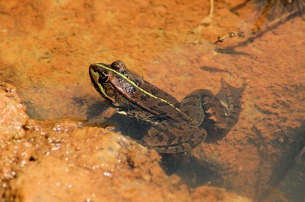 Pelophylax ridibundus