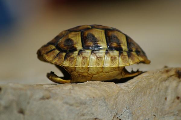 Testudo hermanni