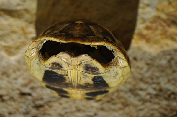 Testudo hermanni
