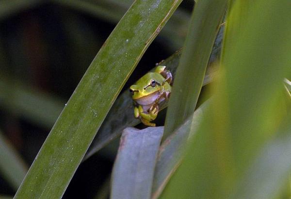 Hyla arborea