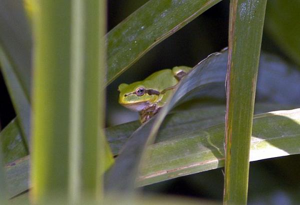 Hyla arborea