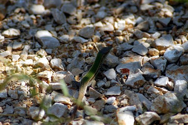 Podarcis melisellensis