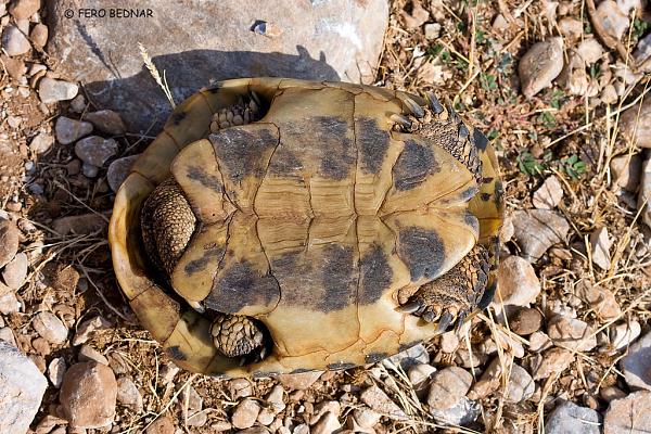 Testudo hermanni