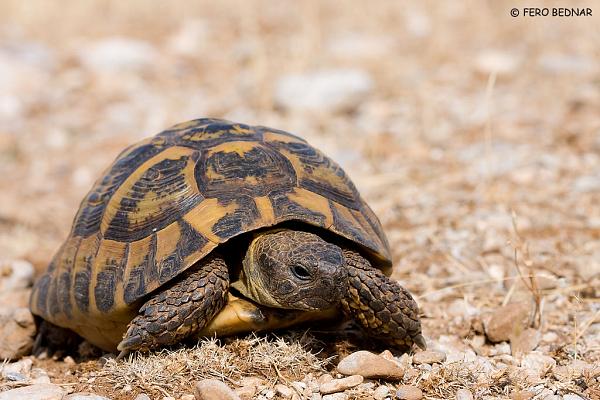 Testudo hermanni