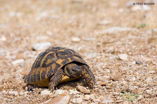 Testudo hermanni