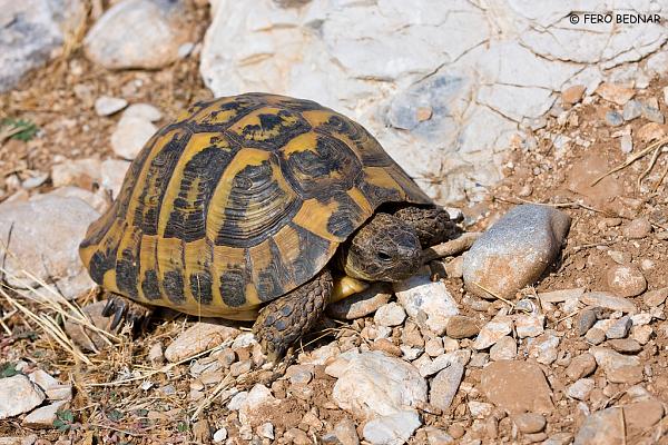 Testudo hermanni