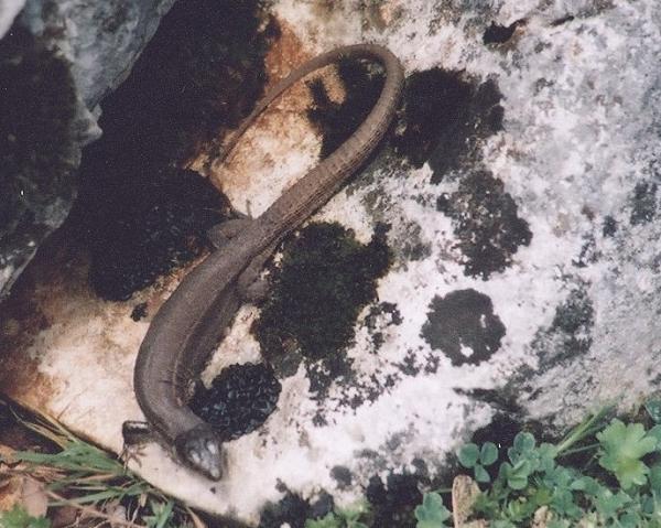 Podarcis melisellensis