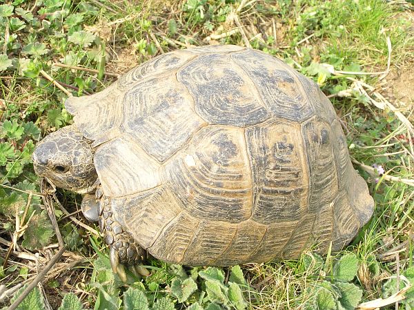 Testudo graeca