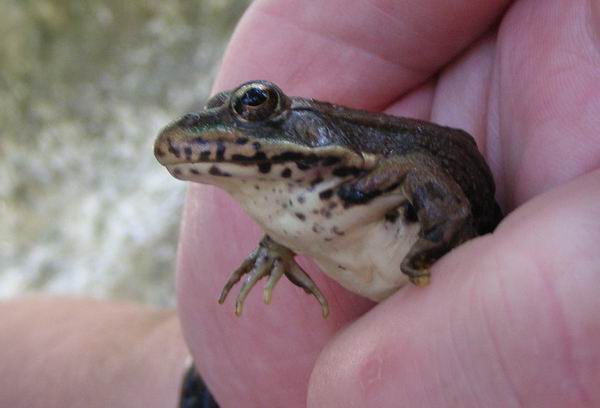 Pelophylax ridibundus