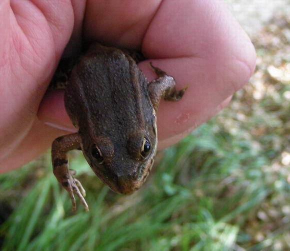 Pelophylax ridibundus