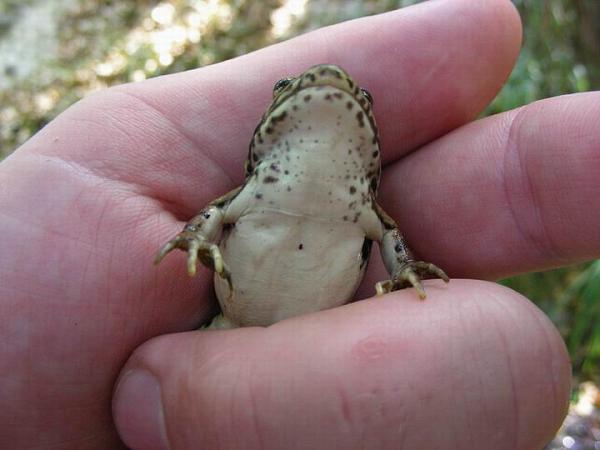 Pelophylax ridibundus