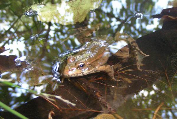 Pelophylax ridibundus