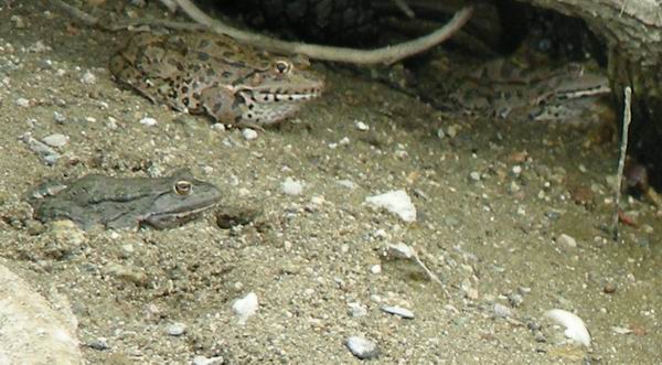 Pelophylax ridibundus