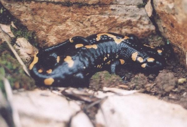 Salamandra salamandra