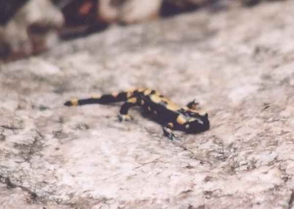 Salamandra salamandra