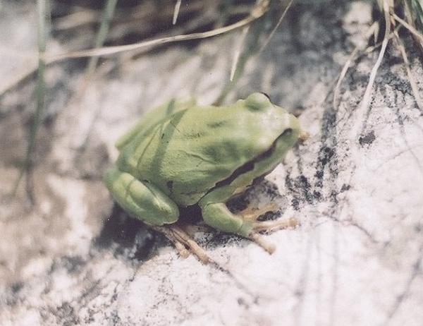 Hyla arborea