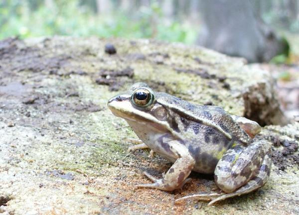 Pelophylax lessonae