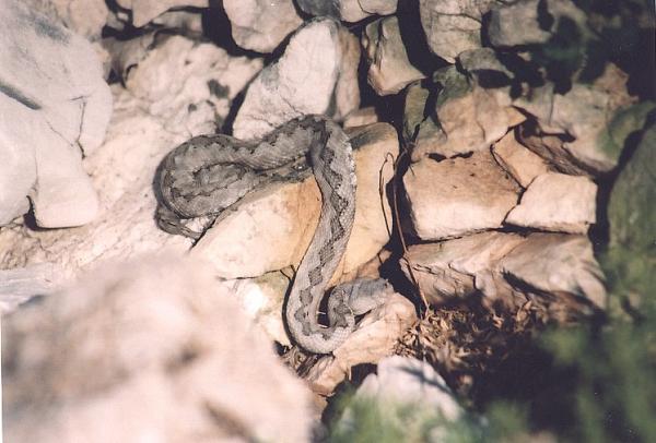 Vipera ammodytes