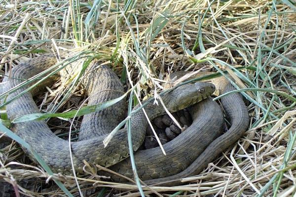 Natrix tessellata