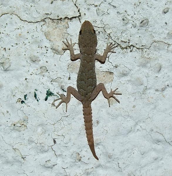 Mediodactylus kotschyi