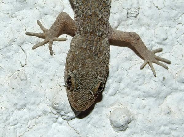 Mediodactylus kotschyi