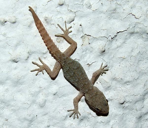 Mediodactylus kotschyi
