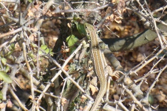 Lacerta trilineata