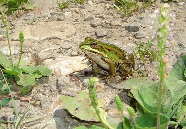 Pelophylax kl. esculentus