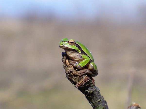 Hyla arborea