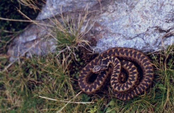 Vipera berus