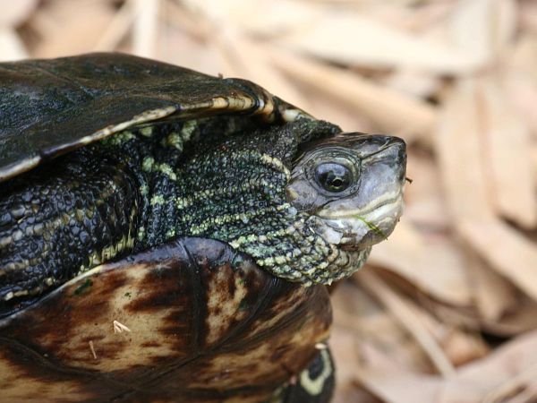 Mauremys rivulata