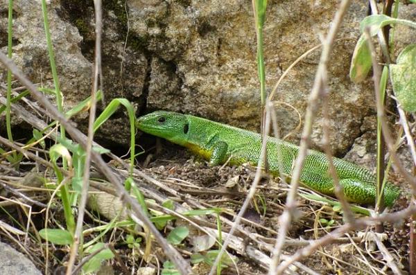 Lacerta trilineata