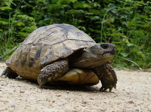 Testudo hermanni