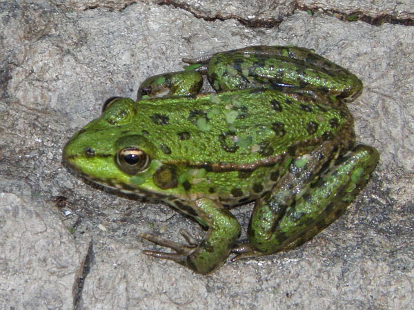 Pelophylax ridibundus