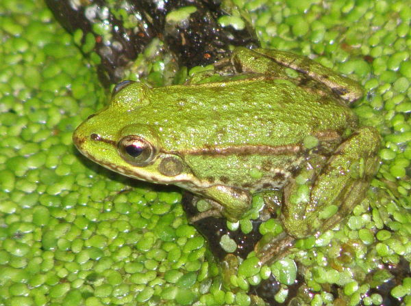 Pelophylax ridibundus