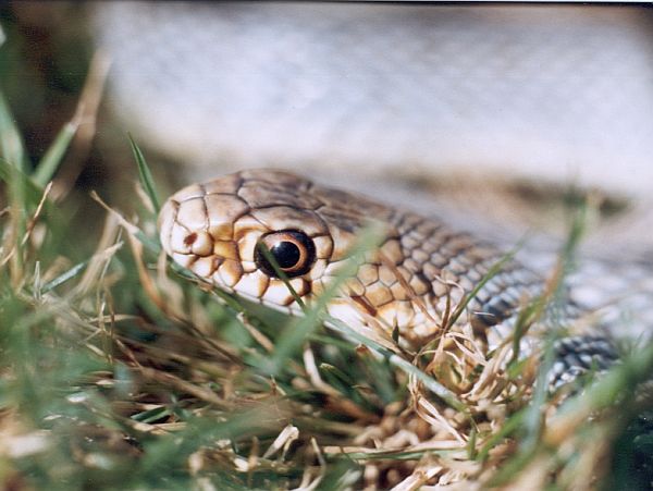 Dolichophis caspius