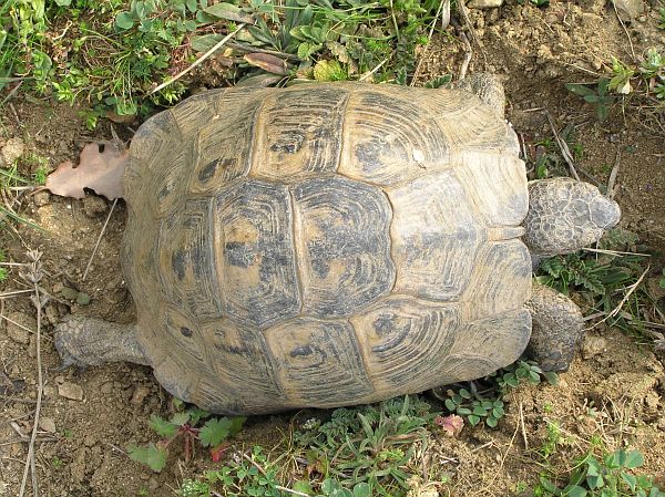 Testudo graeca