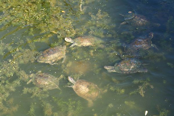 Mauremys rivulata