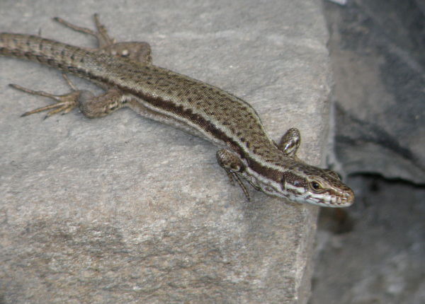 Podarcis muralis