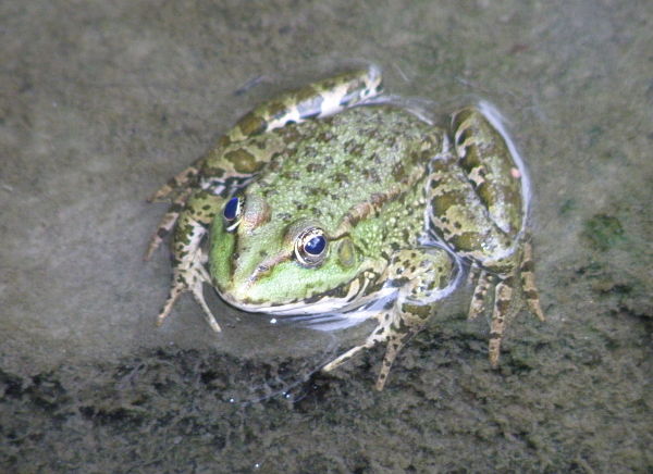 Pelophylax ridibundus